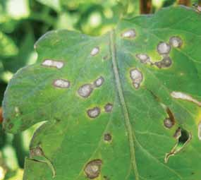 KennellyTomatoFruitDiseasesDisorders