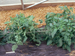 Plants are supported with the string weave method.