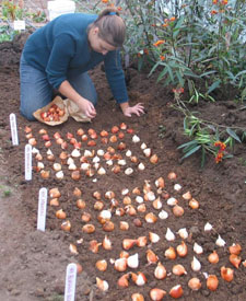  Tulips for cut flower production should be planted shallow and at a tight spacing. (Photo courtesy of Laurie Hodges)