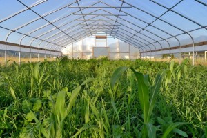 Eight-species cover crop cocktail mix in a high tunnel. Lake County, Montana. The Seasonal High Tunnel Initiative is a voluntary program that provides financial and technical assistance to agricultural producers. The goal of the initiative is to assist producers to extend the growing season for high value crops in an environmentally safe manner.