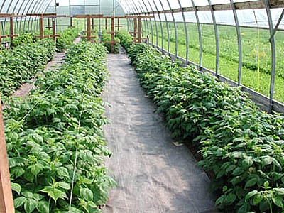 Raspberries: Challenging but Potentially Profitable