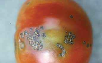 Tomato Leaf and Fruit Diseases and Disorders