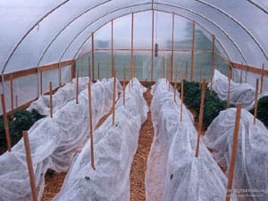 Warm Season Vegetables & Melons, Frequently Asked Questions