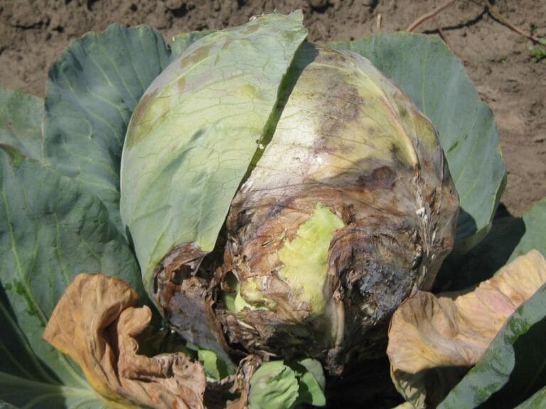 Soilborne Disease Management in Organic Vegetable Production