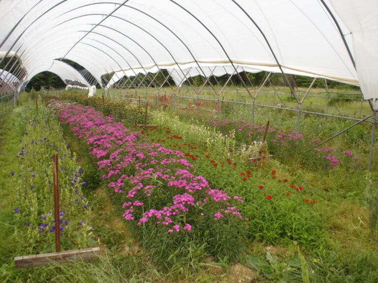 High Tunnel v. Field Grown Cultural Practices