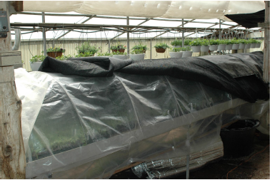 Grafting Chamber
