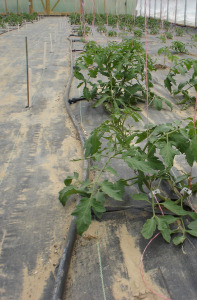 water management